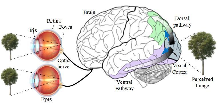 人眼视觉感知机制